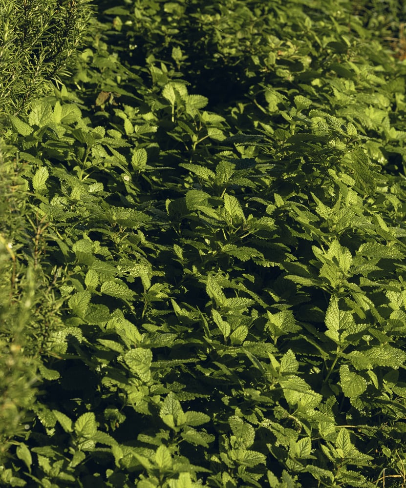 Lemon Balm
