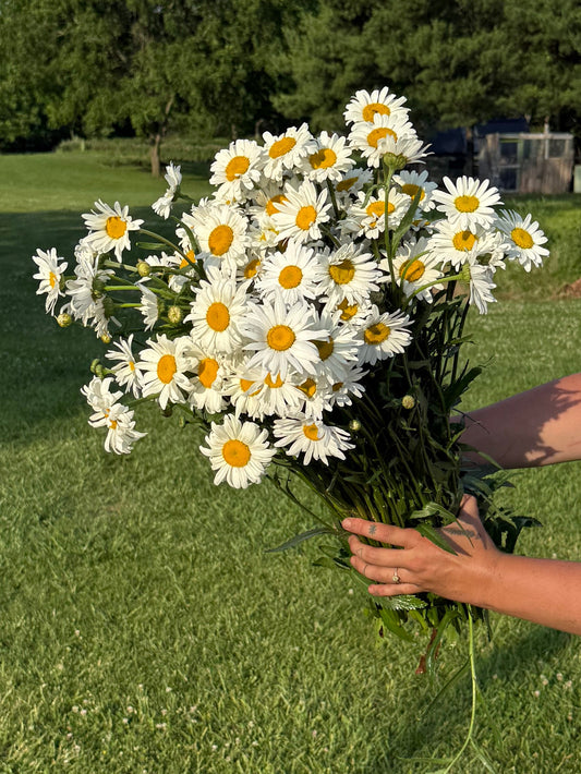 Shasta Daisy