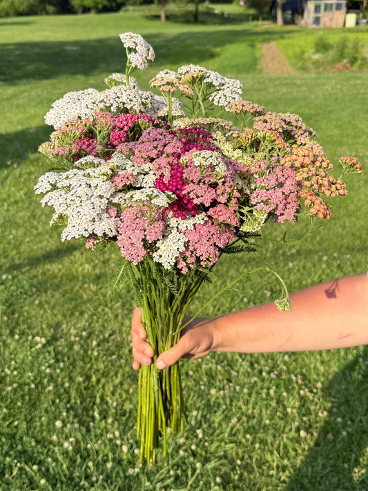 Yarrow, Colorado Mix