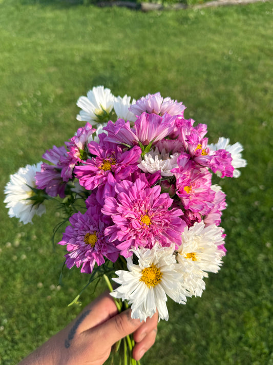 Cosmo - Fresh Flower