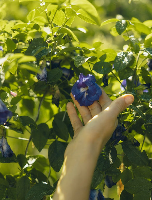 Butterfly Pea Flower