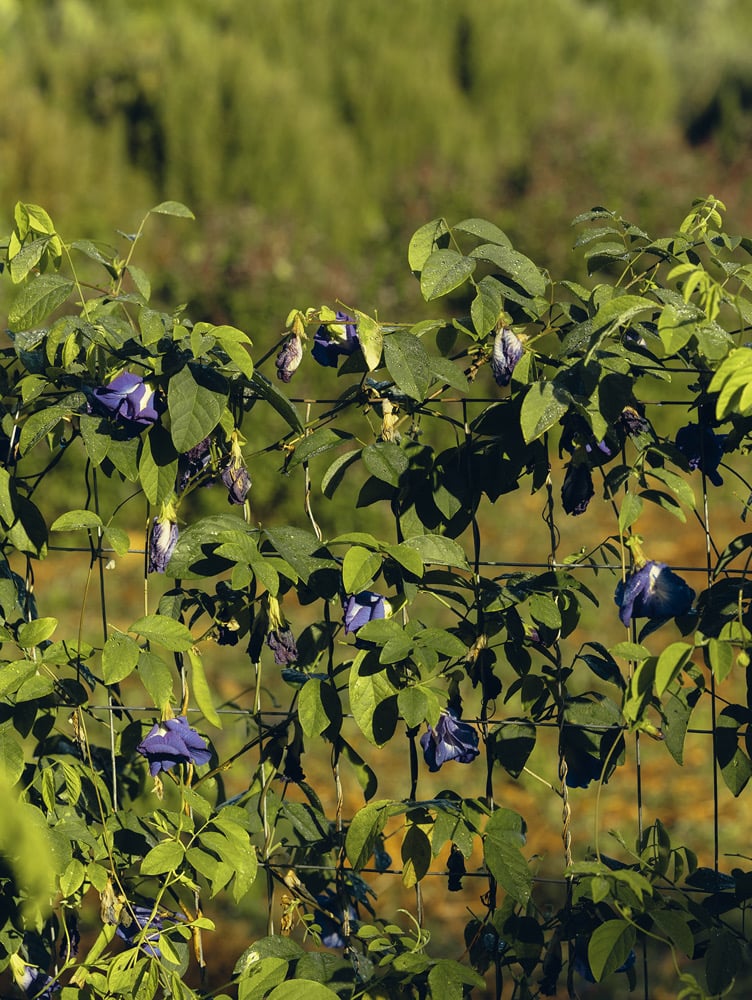 Butterfly Pea Flower