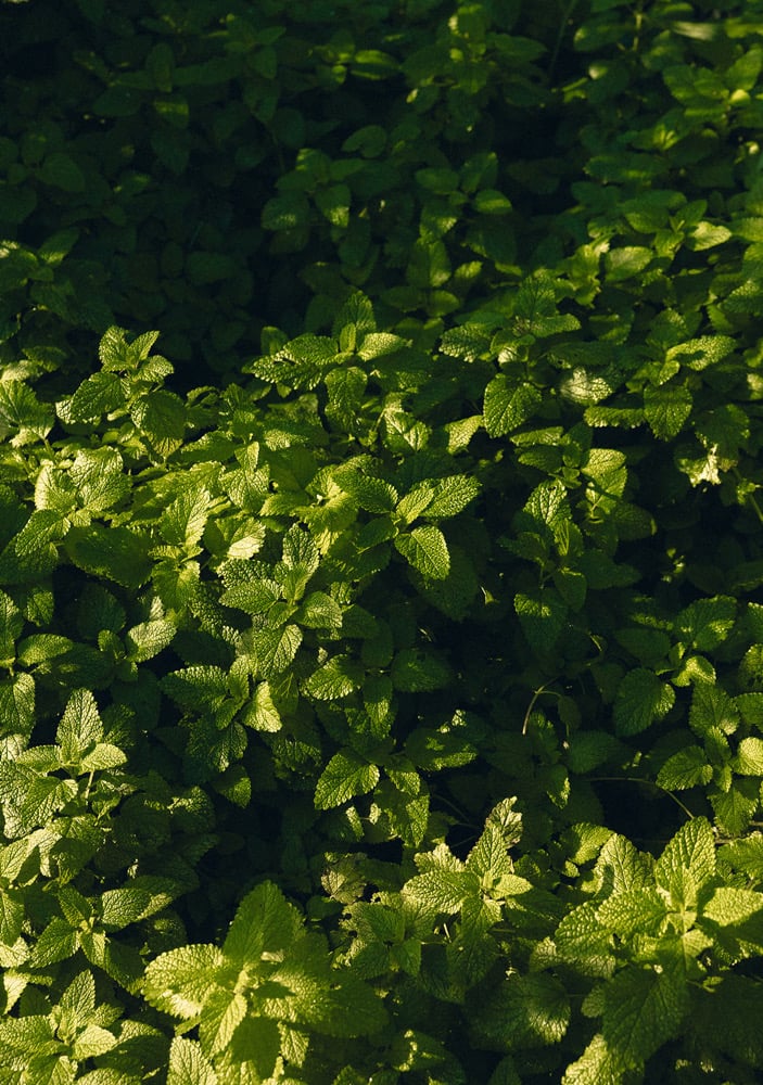 Lemon Balm