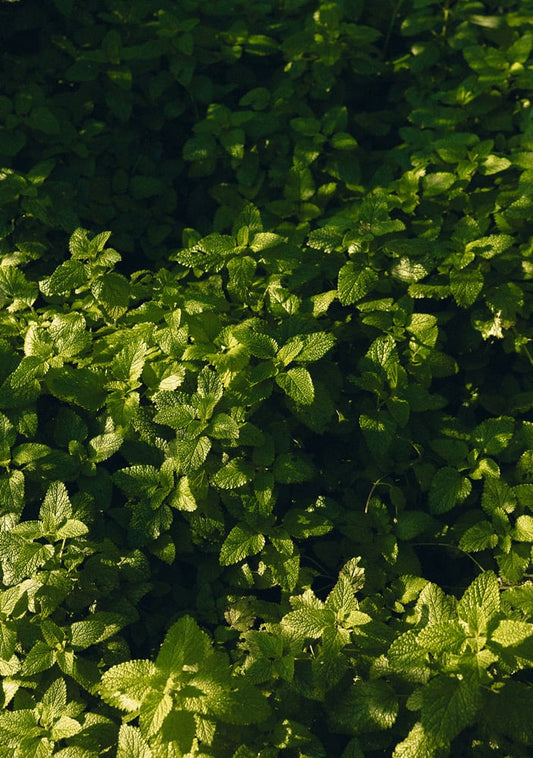 Lemon Balm