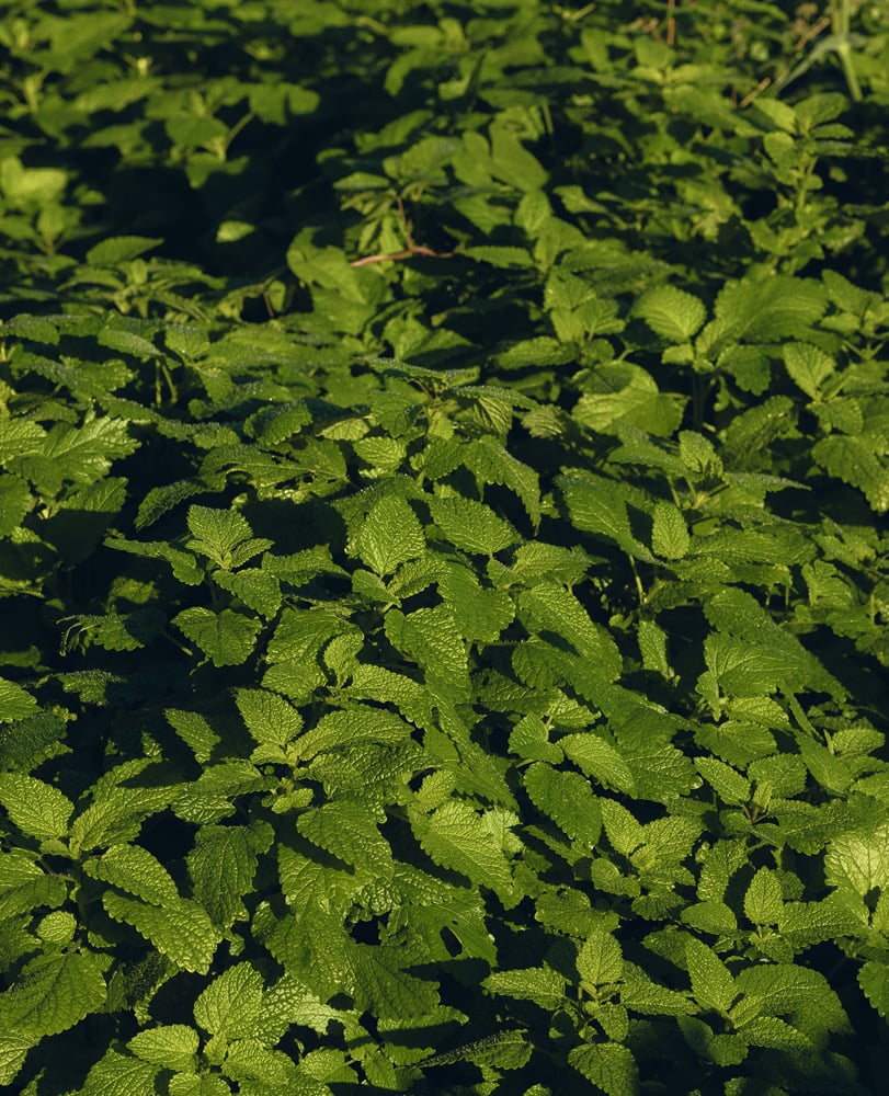 Lemon Balm