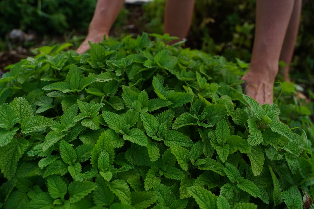 Lemon Balm