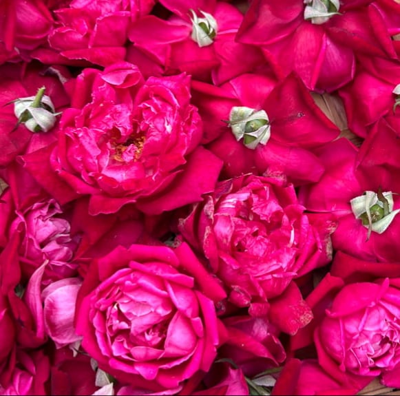 Lokelani Rose Petals
