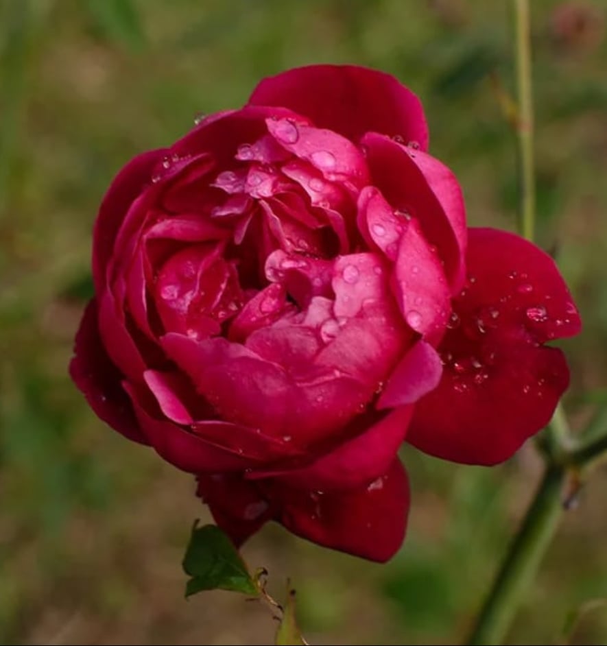 Lokelani Rose Petals